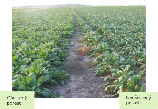 Porovnanie ošetreného a neošetreného porastu repy