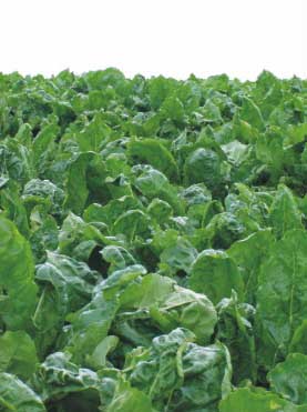 Porast repy ošetrený Hakofytom