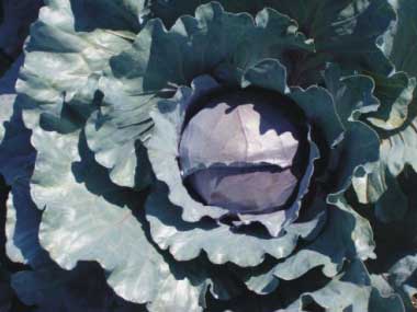 Kapusta ošetrená Hakofytom