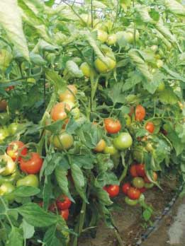 Paradajky ošetrené Hakofytom