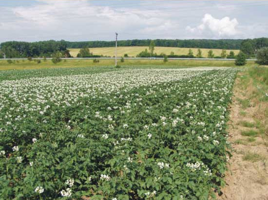 Pole zakvitnutých zemiakov