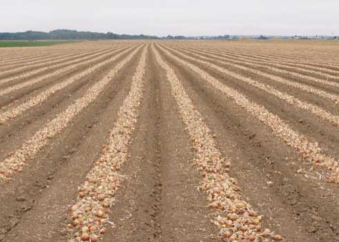 Pole vyoraných zemiakov