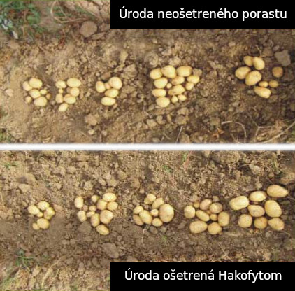 Porovnanie výkopov zemiakov ošetrených a neošetrených Hakofytom
