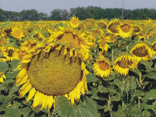Slnečnica ošetrená Hakofytom