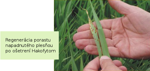 Regenerácia porastu napadnutého plesňou po ošetrení Hakofytom